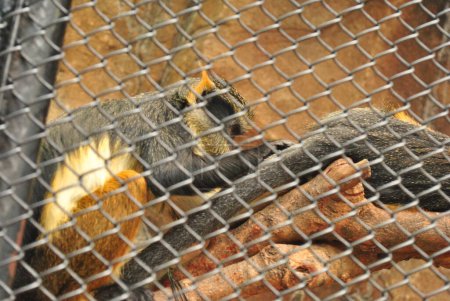 Deux singes loups guénon se détendent sur un tronc d'arbre dans leur cage