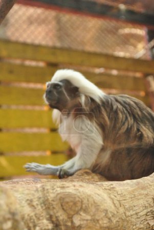 Téléchargez les photos : Tamarin à dessus de coton (Saguinus oedipus)
) - en image libre de droit