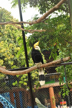 Großer Hörnchenvogel steht auf Baumstamm im Käfig