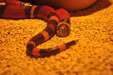 Close up skin Pueblan milk snake
