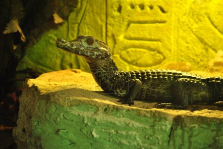 The spectacled caiman (Caiman crocodilus) in aquarium