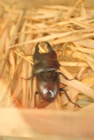 Escarabajo ciervo de recto (Dorcus rectus)
