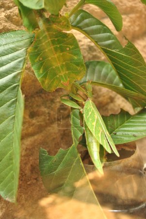 Phyllium giganteum, leaf insect walking leave
