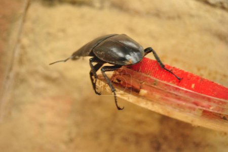 Lucanus cervus tag escarabajo de cerca por detrás