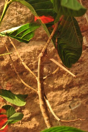 Stick insect sitting on a branch 