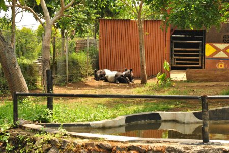 Tapirus indicus, les familles Tapir se rassemblent et s'amusent
