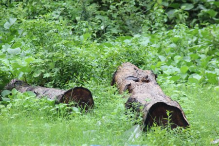 Foto de Troncos de árboles dejados por mineros ilegales en medio del bosque - Imagen libre de derechos