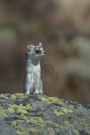Photo for White ermine or stoat (Mustela erminea) looking for prey standing on a rock on a sunny winter day, Italian Alps. Piedmont. - Royalty Free Image