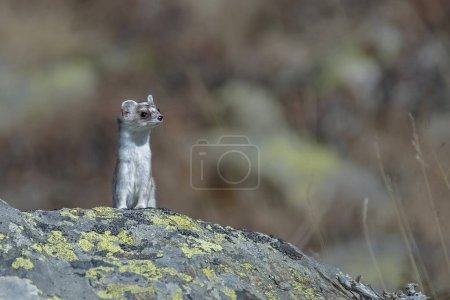 Photo for White Alpine stoat or ermine (Mustela erminea) standing on rock on a sunny winter day against blurred mountains background, Alps, Italy. - Royalty Free Image