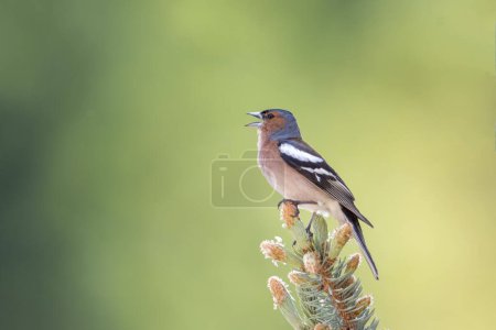 A colorful male chaffinch (Fringilla coelebs) emits the spring call on the tip of a spruce branch with its beak open and green bokeh in the background, Piedmont, Italy.