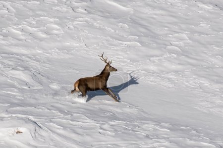 Red deer stag running in deep snow, Alps Mountains, Italy. January.