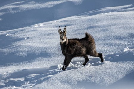 Téléchargez les photos : Chamois alpins, Rupicapra rupicapra, avec fourrure hérissée debout sur une pente enneigée par une journée froide et venteuse dans les Alpes, ITALIE : Janvier.. - en image libre de droit