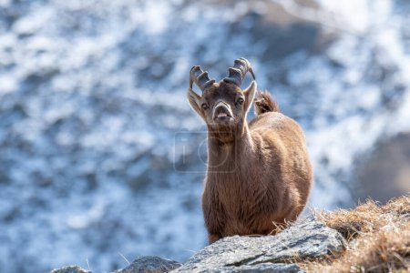 Photo for Young male Alpine ibex (Capra ibex) exhibiting the flehmen response by wrinkling his nose and lifting his lips during the rut season in winter, Alps Mountains, Italy. - Royalty Free Image