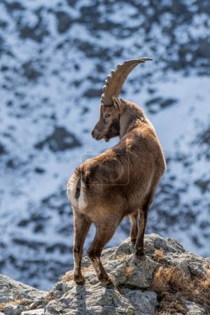 The king and the symbol of the Alps mountains, the alpine ibex, standing at the edge of a cliff and looking downstream, against snowy slopes background on a winter sunny day, Italy.