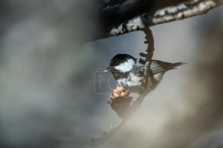 Téléchargez les photos : Coal tit (Periparus ater) with a seed in its beak while feeding on a larch branch on natural blurred background. Alps, Italy. - en image libre de droit