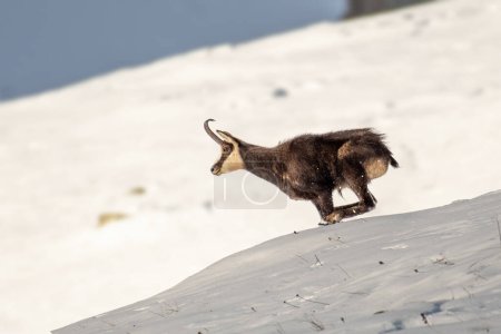 Gemse (Rupicapra rupicapra), Männchen, läuft in halsbrecherischer Geschwindigkeit einen verschneiten Hang hinunter, italienische Alpen. Januar.