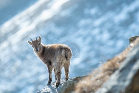 Fearless baby alpine ibex (Capra ibex) at the edge of a cliff against the backdrop of snowy slopes on a cold winter day. Italian Alps, Piedmont, Monviso Park.