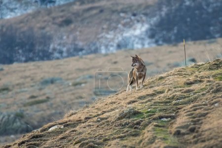Lobo salvaje italiano, también llamado lobo Apenino (Canis lupus italicus), de pie en la cima de una pendiente en busca de presas mientras el sol está saliendo. Animales salvajes raros en su hábitat. Alpes italianos, Piamonte.
