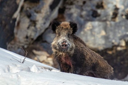 Massive wild boar (Sus scrofa) with some snow on its snout, facing a snowy slope on blurred rocks background, Alps, italy.