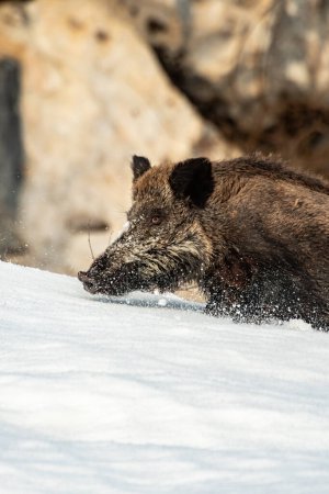 Vertical close up portrait of Wild boar or feral hog (Sus scrofa) running in deep snow. Alps, Italy.  