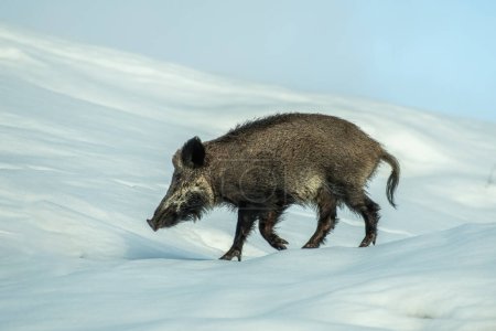 Unglaubliches Foto eines Wildschweins, das auf Eis läuft! Alpen, Italien. Sus scrofa.