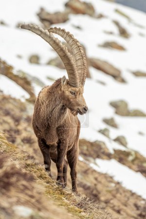 Photo for Large male alpine ibex (Capra ibex) standing in an snowy meadow in the Italian Alps, April, Monviso natural park. - Royalty Free Image