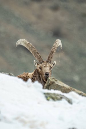 Adult male alpine ibex (Capra ibex) with huge horns emerging from a snowy steep snowy clearing, Alps Mountains, Italy, April.