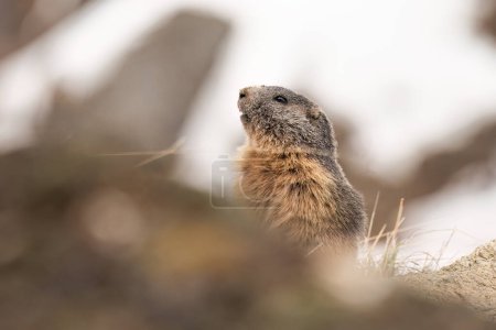 Marmota alpina (o marmota marmota) que emerge de su guarida después del invierno, bonita escena de vida silvestre en las laderas nevadas de fondo. Alpes - Italia. Abril.