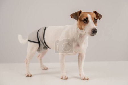 Mignon chien portant des culottes menstruelles sur un fond blanc. Couche réutilisable