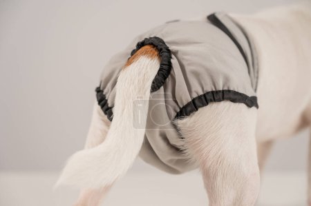 Gros plan d'un chien portant des culottes d'époque sur fond blanc. Couche réutilisable
