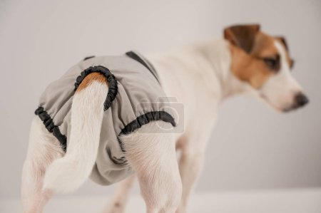 Mignon chien Jack Russell Terrier portant des culottes menstruelles sur un fond blanc. Couche réutilisable