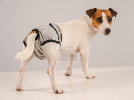 Mignon chien Jack Russell Terrier portant des culottes menstruelles sur un fond blanc. Couche réutilisable