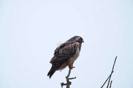 Photo for The little buzzard over the trees - Royalty Free Image