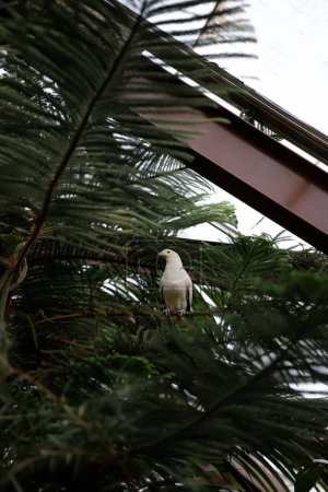 Foto de Pájaro blanco en el árbol en la selva tropical de la ciudad - Imagen libre de derechos