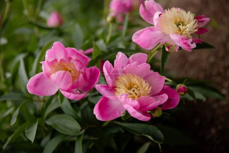 Foto de Flores de peonía rosa en el jardín en un día soleado de verano - Imagen libre de derechos