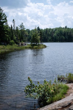 Lake in the forest in summer. Algonquin Park, Canada.