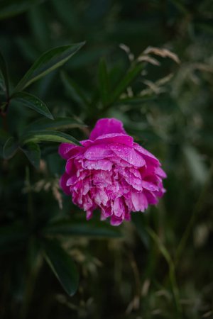 Flor de peonía rosa con gotas de rocío sobre un fondo verde. 