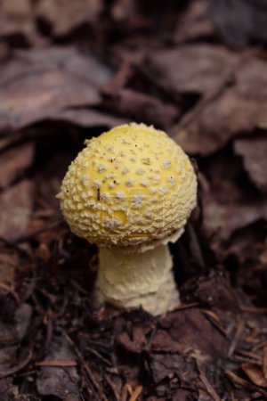 Mushrooms in the autumn forest. Algonquin Park, Canada