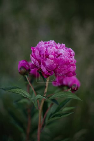 Pink peony flower on a background of green grass in the garden.