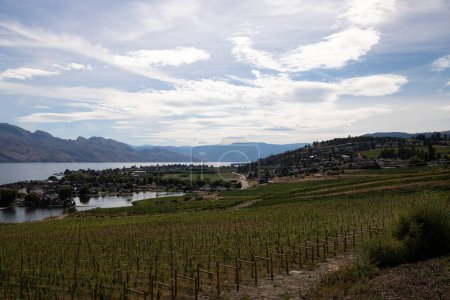 Vineyards on the shores of Okanagan Lake. Quails' Gate Winery of Kelowna, British Columbia, Canada. 