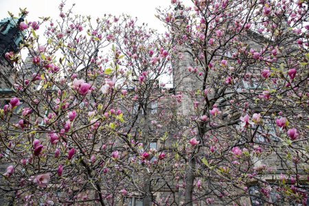 Foto de Flores de magnolia en el parque en primavera. Árbol de magnolia floreciente. Trinity College, Toronto. - Imagen libre de derechos