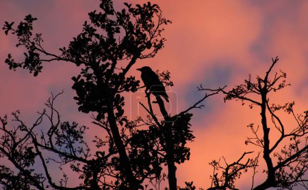 A silhouette of bird on branch among leaves seen against of sky tint by sunset (taken in Poland)