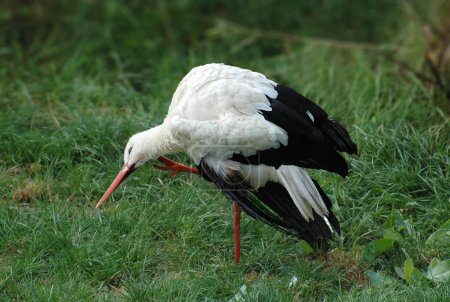 Ein lustiger Storch steht auf einem Bein und kratzt sich mit dem zweiten Bein am Kopf (aufgenommen in Ungarn))