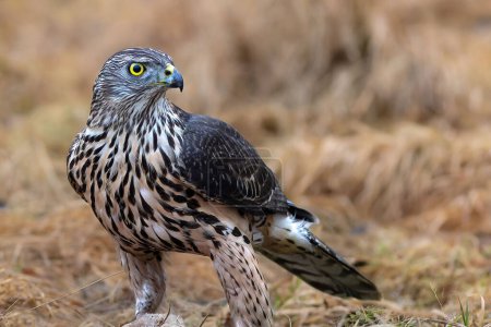 Photo for Northern Goshawk watches the surroundings - Royalty Free Image
