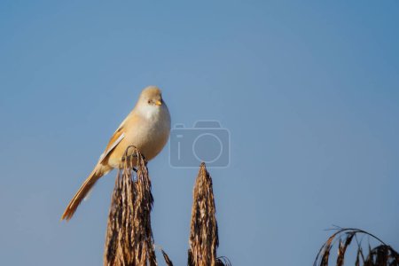 Bearded Tit on a reeds