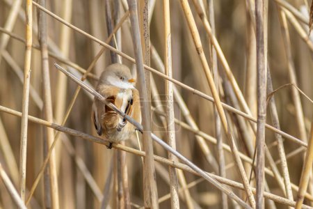 Bearded Tit in a reeds