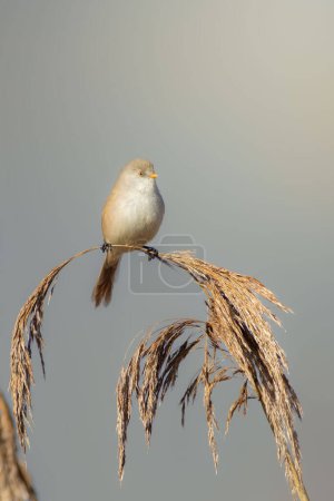 Bearded Tit on a reeds
