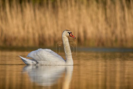 Swan at the golden hour