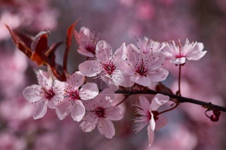 Pink and spring cherry blossoms
