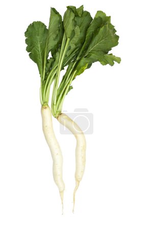 Photo for Daikon or mooli_with leaves - isolated in white - Royalty Free Image